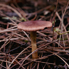 Mushroom in forest