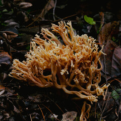 Coral mushroom