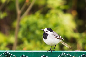 A small wagtail songbird stands on a plank of an iron fence.