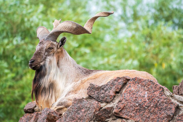 Close-up portrait of Markhor, Capra falconeri, wild goat native to Central Asia, Karakoram and the Himalayas