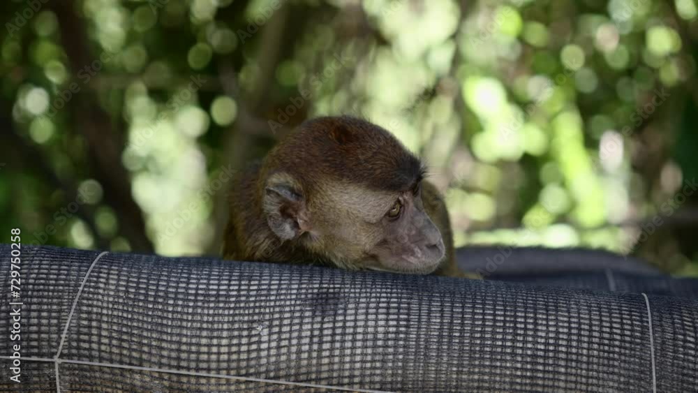 Poster young child monkey stares forward resting head on net wrapped on tree, green bokeh background