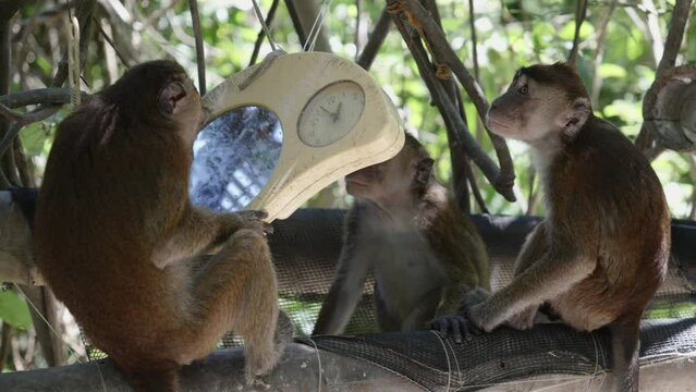 Monkeys sit in mangrove tree forest play area staring at clock and in hanging mirror