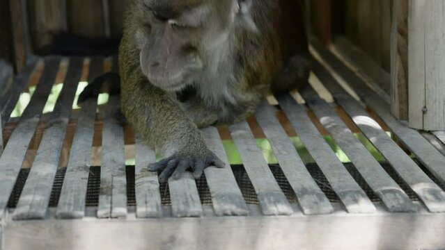 Closeup of monkey resting on side then rising to move out of wooden home