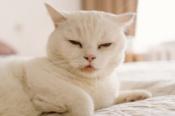 A sick Scottish cat is lying on the sofa. The cat is drooling due to illness.