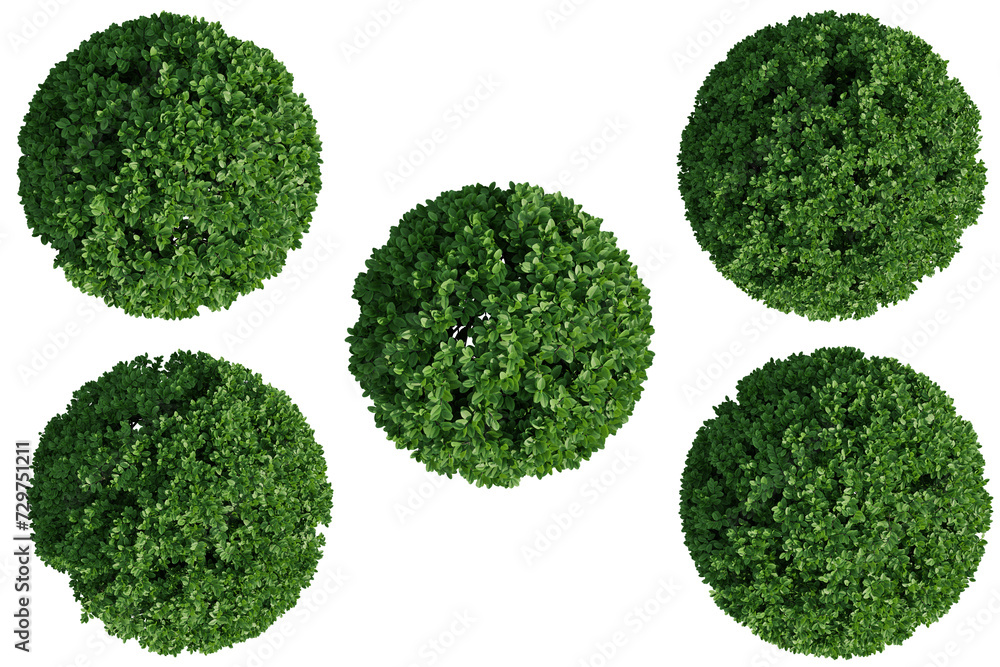 Poster top view buxus sempervirens round tree isolate transparent background.3d rendering png
