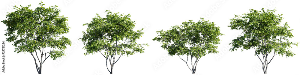Poster trees isolate transparent background.3d rendering png