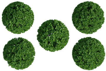 Top view buxus sempervirens round tree isolate transparent background.3d rendering PNG