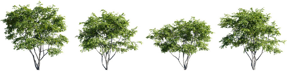 Trees isolate transparent background.3d rendering PNG