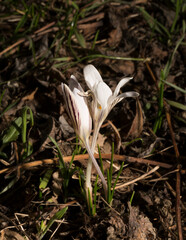 Crocus biflorus, (silvery; scotch). Spring primrose.