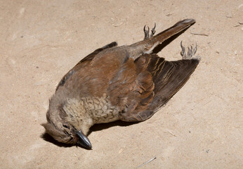 The red-backed shrike (Lanius collurio) is a carnivorous passerine bird and member of the shrike Laniidae. Juvenile bird - female. Dead bird. Road wars - death of a  Shrike. Death from the car.