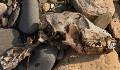The remains of an animal. The skull of a dog on the seashore. Extinction of animals from natural...