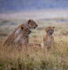 Wet Lions in Rain Shower