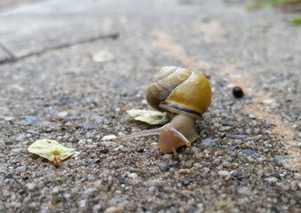 Closeup of a Yellow Snail on a Concrete Wall with Small Green Leaves