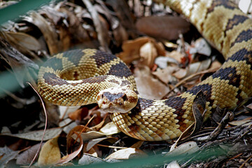 Rattlesnake