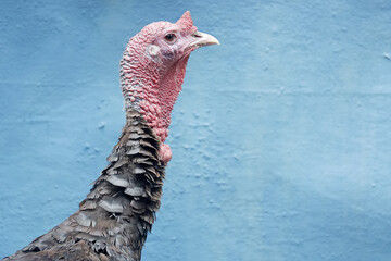 The dashing and muscular face of a male turkey. This animal commonly cultivated by humans has the...