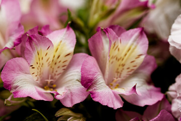 Naklejka premium アルストロメリア