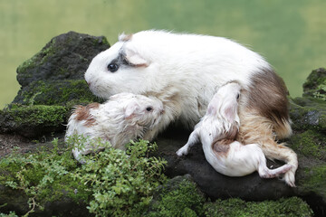 An adult female guinea pig is nursing her newborn babies. This rodent mammal has the scientific...