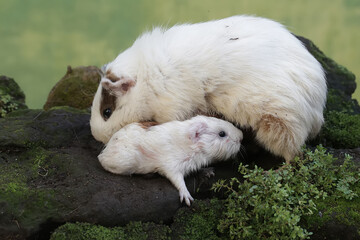 An adult female guinea pig is nursing her newborn babies. This rodent mammal has the scientific name Cavia porcellus.