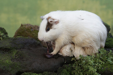 An adult female guinea pig eats the placenta of her newborn baby. This rodent mammal has the scientific name Cavia porcellus.
