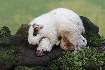 Naklejka na ściany i meble An adult female guinea pig eats the placenta of her newborn baby. This rodent mammal has the scientific name Cavia porcellus. 
