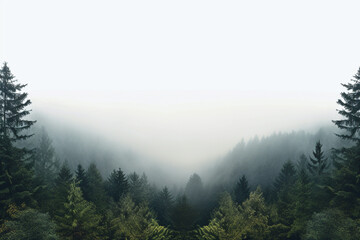 Fog in the forest background
