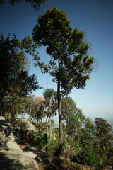 pine tree in the mountains