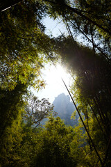 sun shining through trees