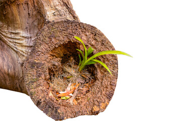 Baby green plant growing in tree stump trunk with hollow tree textures isolated on white background.