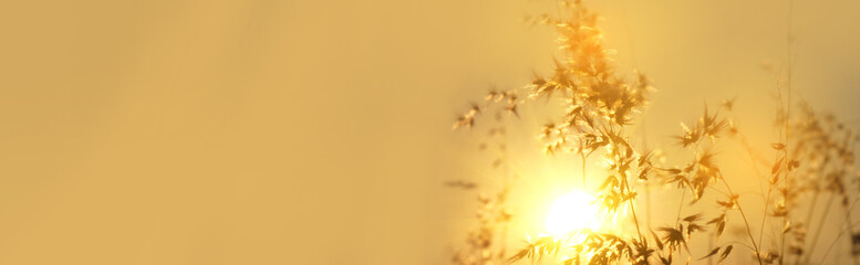 Grass field sunset Beautiful landscape with grasses meadow on sunlight. Countryside heaven amazing...