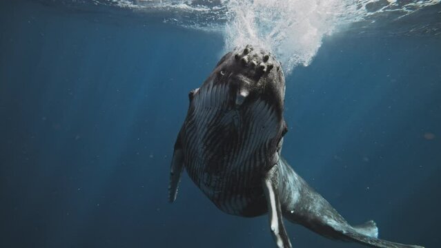 Frontal view of humpback whale splashing on surface dropping below into deep blue ocean off coast of Tonga