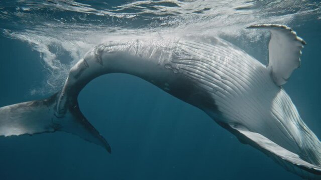 Humpback whale showcase white belly as it hits surface with fluke underwater