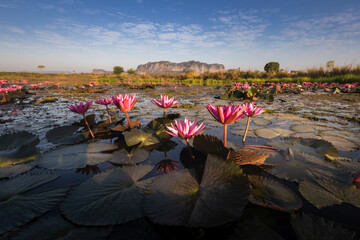 The lotus garden blooms in the middle of the river in the morning. Beautiful landscape of Phu Pha...