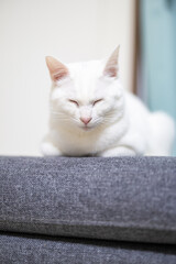 オッドマンで気持ちよさそうに昼寝する白猫