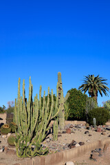 Desert native Totem Pole, Barrel and Saguaro cacti in xeriscaped roadside in Phoenix, Arizona