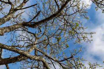 Plum forest in Moc Chau, Son La, Vietnam