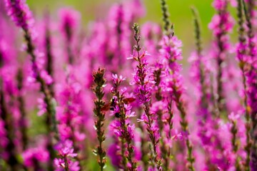 Naklejka premium Close up view of purple wildflowers blooming in the sunny garden. summer landscape panorama with flowers on meadow.