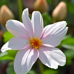 pink and white lotus