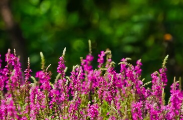Obraz premium In the bright and sunny garden of summer, purple wildflowers are in full bloom. summer landscape panorama with flowers on meadow.