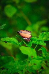 Butterfly photo. 