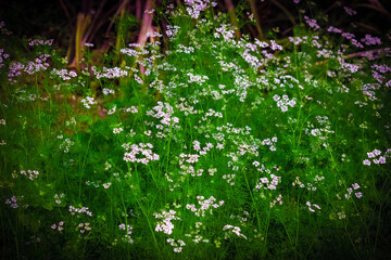 Nature photography.. 