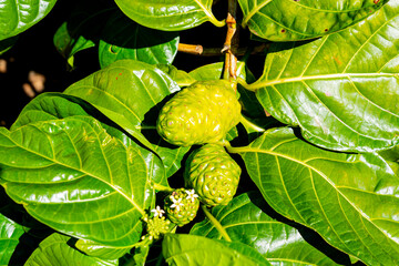 Fruits on the Noni tree are seen in Kauai, Hawaii, USA. Noni, or Morinda citrifolia, is a tree in...