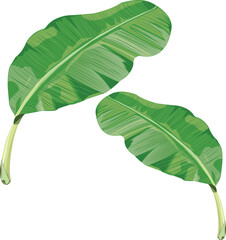 Green banana leaves in cartoon style with natural curvature parts isolated in two pieces on white background, that you can use as a component for your art works.