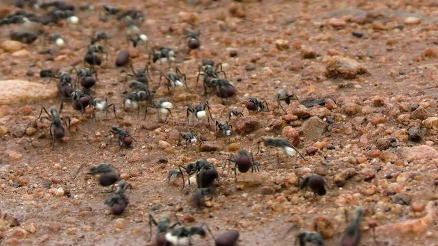Group of african Matabele ants moving across a rocky, sandy terrain carrying white and spherical seeds or other type of food
