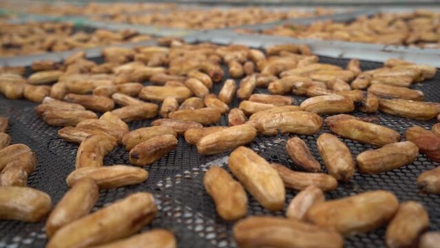Footage Banana dry. Solar dyers in Thailand. Video 50 Fps