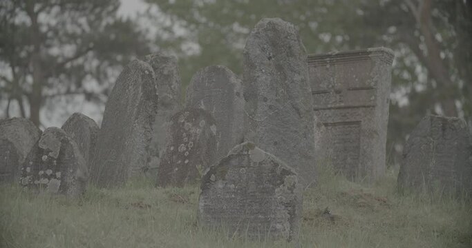 Old ancient Jewish cemetery in summer spring day. Druya, Belarus. green grass and many ancient stones. Headstone Headstones Tombstones jewish grave, clog2, clog, canon c70 c log 2.