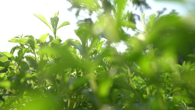 Stevia farm  in Thailand. Sweet plant, Sugar Free plant. Video 50 Fps