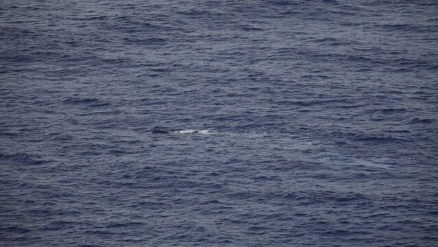 Whale swimming along ocean surface - high shot