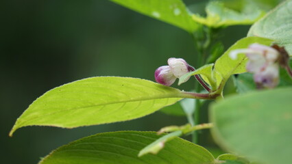 The beautiful pink sesame seed flower on the tree