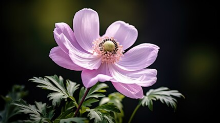 Elegant pink anemone flower against a dark background with soft-focus foliage.