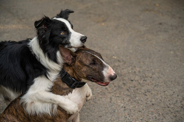 Black and white border collie hugging a brindle bull terrier on a walk. 